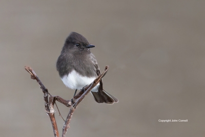 Black-Phoebe;One;Sayornis-nigricans;avifauna;bird;birds;color-image;color-photog